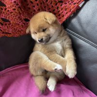 3 magnifiques chiots shiba lof excl origines #1