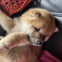 3 magnifiques chiots shiba lof excl origines #2