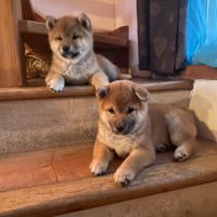 3 magnifiques chiots shiba lof excl origines