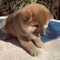 3 magnifiques chiots shiba lof excl origines #5