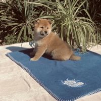 3 magnifiques chiots shiba lof excl origines #7