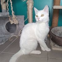 Chat blanc kiki #3