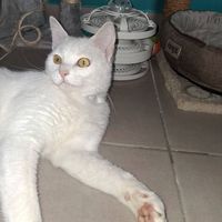 Chat blanc kiki #4
