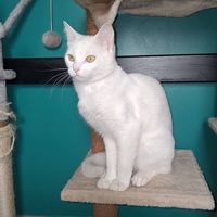 Chat blanc kiki