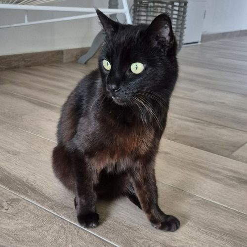 Zorro chat noir #1