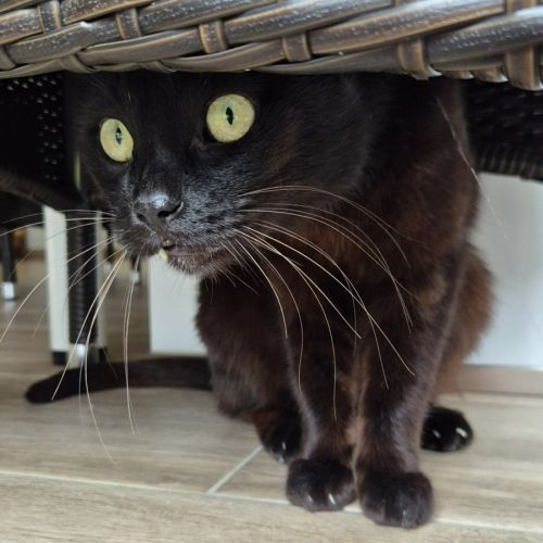 Zorro chat noir #2