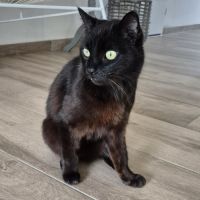 Zorro chat noir #1