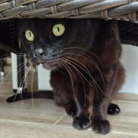 Zorro chat noir #2