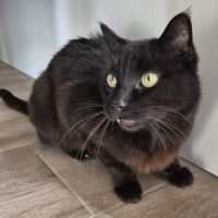 Zorro chat noir #3