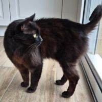 Zorro chat noir #4