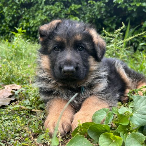 Chiots berger allemand lof #3