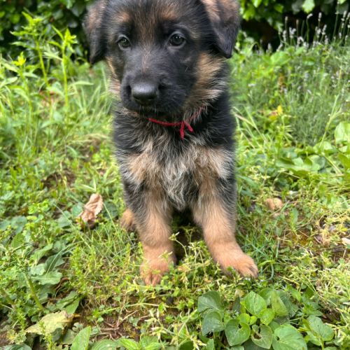 Chiots berger allemand lof #4