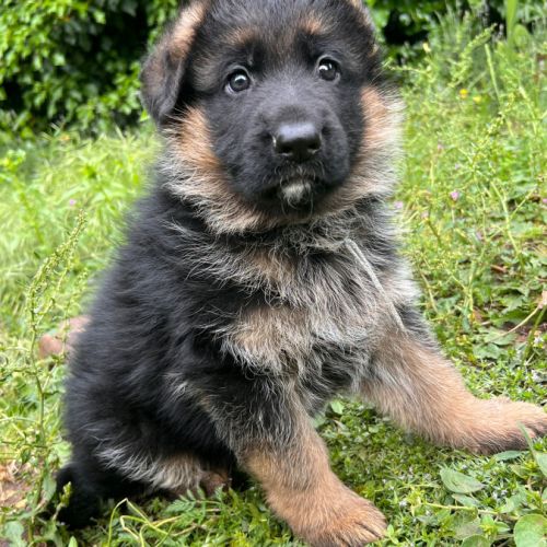 Chiots berger allemand lof #5