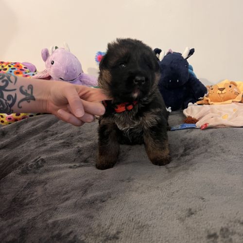 Chiots berger allemand lof