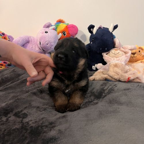 Chiots berger allemand lof #2