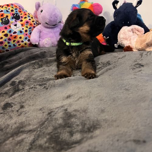 Chiots berger allemand lof #3