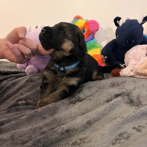 Chiots berger allemand lof #5