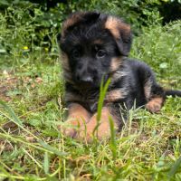 Chiots berger allemand lof