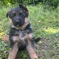 Chiots berger allemand lof #2