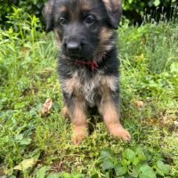 Chiots berger allemand lof #4
