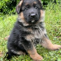 Chiots berger allemand lof #5