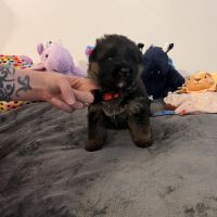 Chiots berger allemand lof