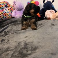 Chiots berger allemand lof #3