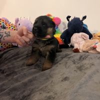 Chiots berger allemand lof #4