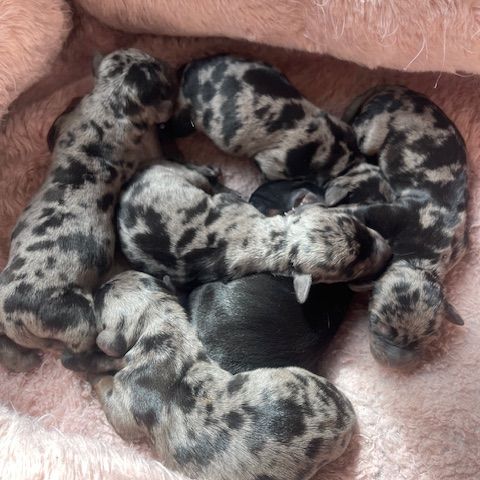 Chiots teckel arlequins #1