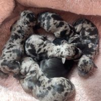 Chiots teckel arlequins #1