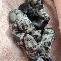 Chiots teckel arlequins