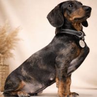 Chiots teckel arlequins #3