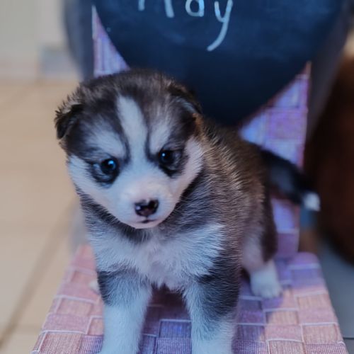 Chiot type pomsky femelle mini polaire gris/blanc #2