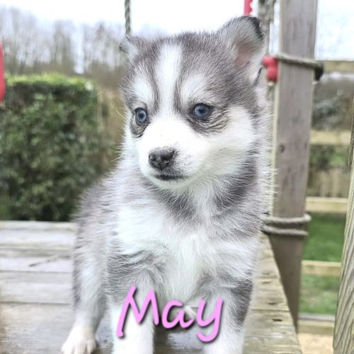 Chiot type pomsky femelle mini polaire gris/blanc #4
