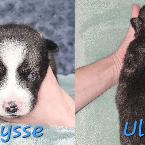 Chiot type pomsky femelle mini polaire gris/blanc #5