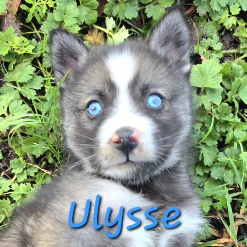 Chiot type pomsky femelle mini polaire gris/blanc #6