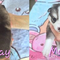 Chiot type pomsky femelle mini polaire gris/blanc #1