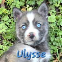 Chiot type pomsky femelle mini polaire gris/blanc #6