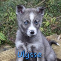 Chiot type pomsky femelle mini polaire gris/blanc #7