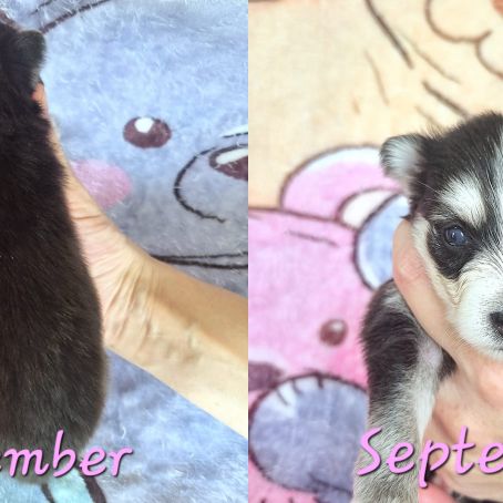 Chiot type pomsky femelle mini poil polaire noir e #1