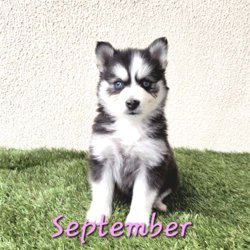 Chiot type pomsky femelle mini poil polaire noir e #3