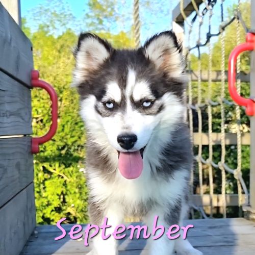 Chiot type pomsky femelle mini poil polaire noir e