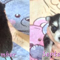 Chiot type pomsky femelle mini poil polaire noir e #1