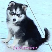 Chiot type pomsky femelle mini poil polaire noir e