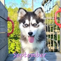 Chiot type pomsky femelle mini poil polaire noir e