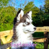Chiot type pomsky femelle mini poil polaire noir e #5
