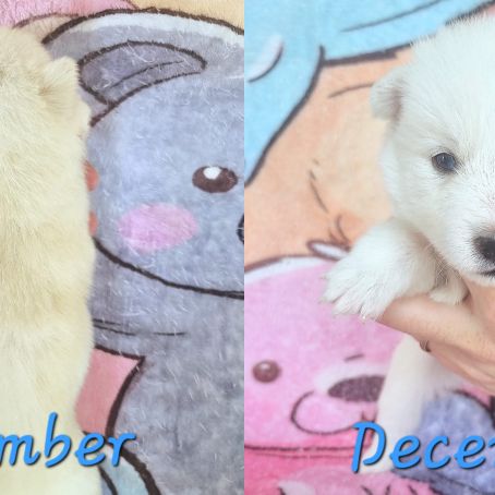 Chiot type pomsky mâle poil polaire blanc yeux ble #1