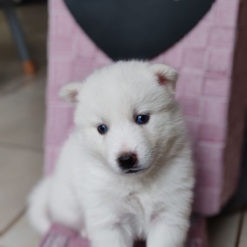 Chiot type pomsky mâle poil polaire blanc yeux ble #2