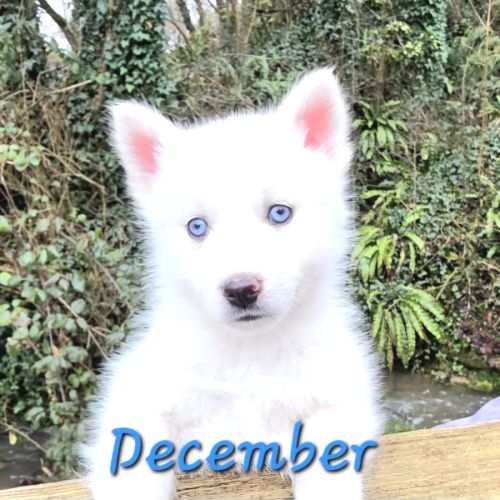 Chiot type pomsky mâle poil polaire blanc yeux ble #4