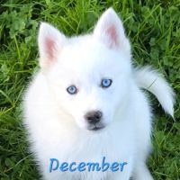 Chiot type pomsky mâle poil polaire blanc yeux ble